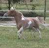 Pintaloosa mini colt for sale